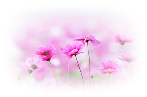 0_81260_f97cb9a6_L (500x331, 257Kb)