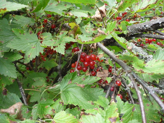 P1210726 (700x525, 540Kb)