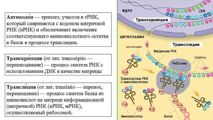 Днк рнк белок схема