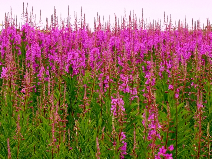 Epilobium_angustifolium_01 (700x525, 385Kb)