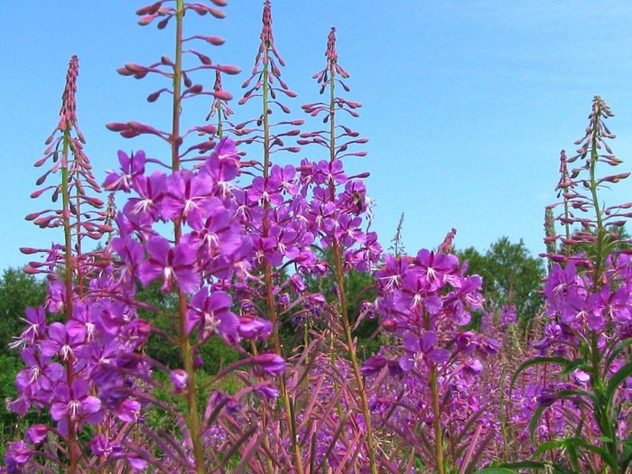 Epilobium_angustifolium_14 (700x525, 521Kb)