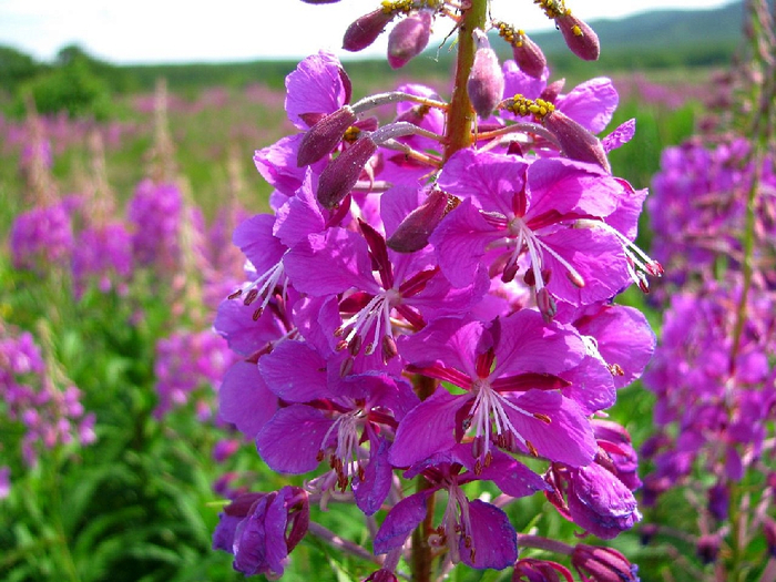 Epilobium_angustifolium_10 (700x525, 474Kb)