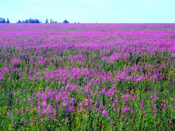 Epilobium_angustifolium_05 (700x525, 626Kb)