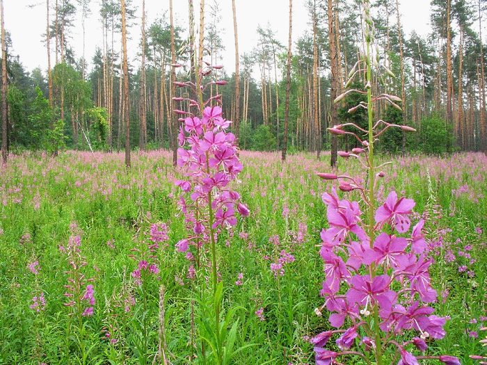 Epilobium_angustifolium_06 (700x525, 643Kb)