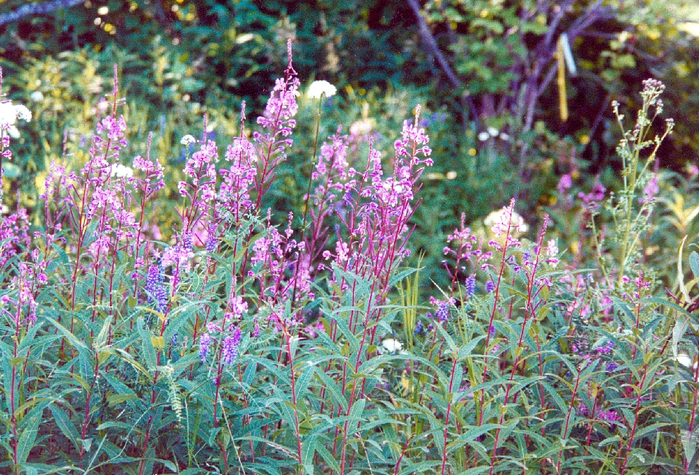 Epilobium_angustifolium_08 (700x475, 623Kb)