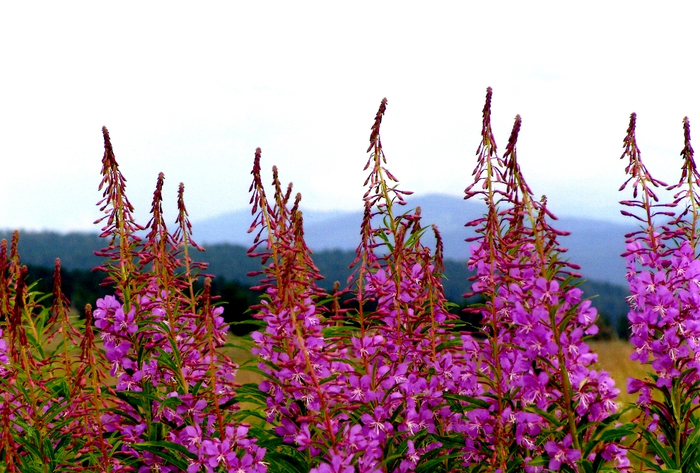 Epilobium_angustifolium_12 (700x473, 423Kb)