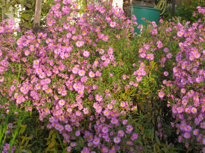 IMG_0015 (700x525, 678Kb)