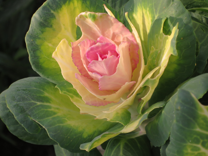 IMG_0031 (700x525, 371Kb)