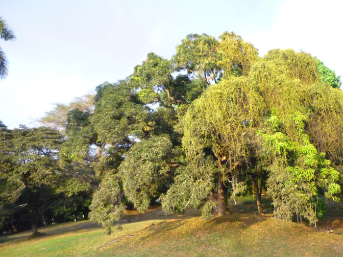 P1190369 (700x525, 478Kb)