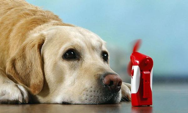 40390857_1904711599608616_1190733408838352896_n (600x360, 26Kb)