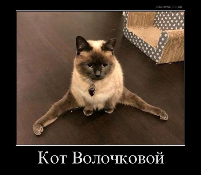 KOT-VOLOCKOVOI (700x609, 65Kb)