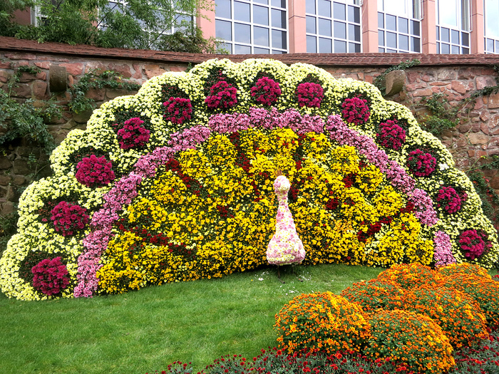 2017-10-13 Chrysanthemen-Pfau.jpg.225652 (900x725, 482Kb)