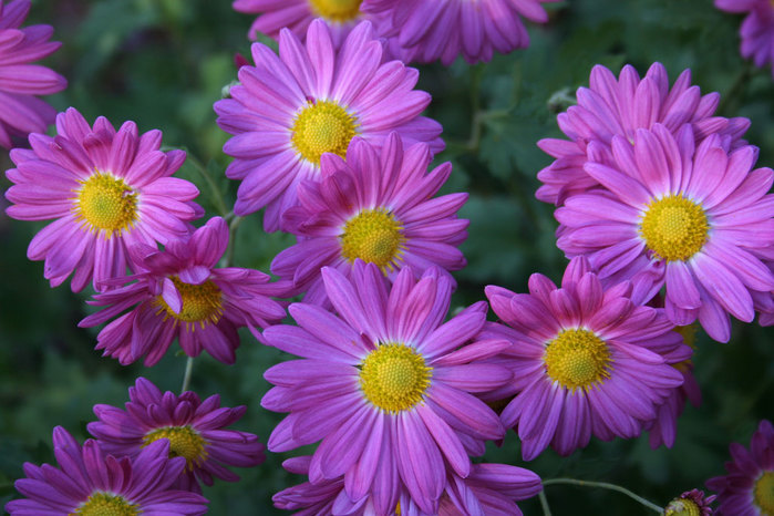 chrysanthemum3 (900x666, 100Kb)