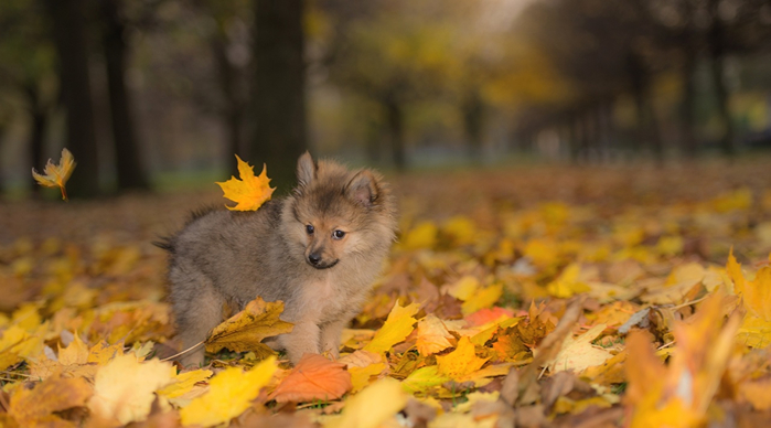 Dogs_Autumn_Spitz_Puppy_447480 (700x388, 253Kb)