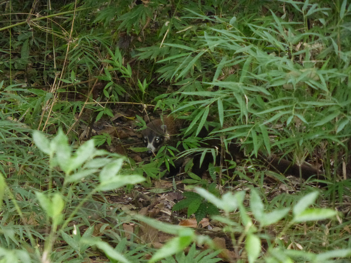 P1340162 (700x525, 514Kb)