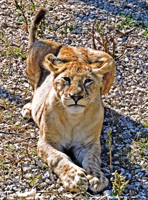 DSCN8507 (518x700, 545Kb)