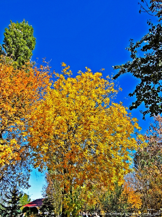 DSCN8585 (525x700, 551Kb)