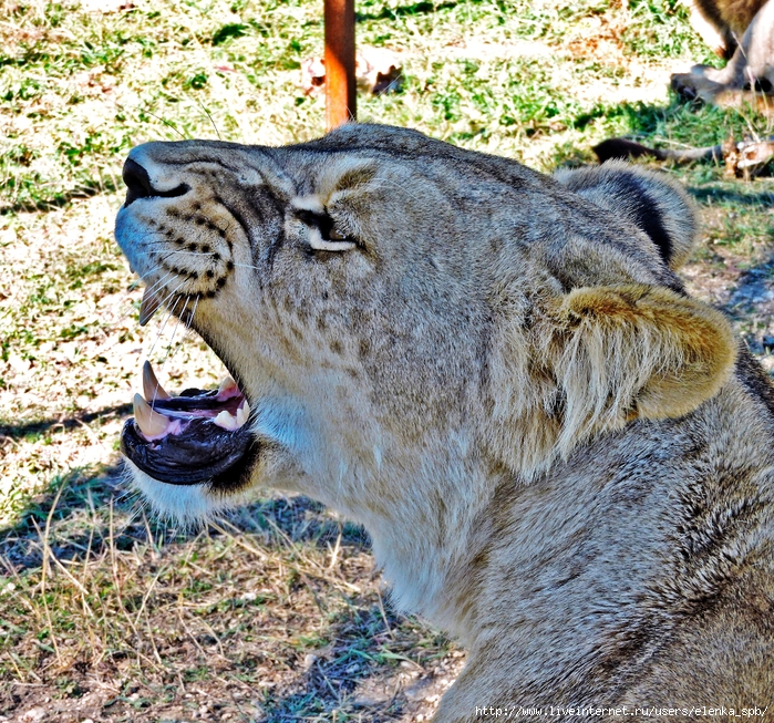 DSCN8621 (700x653, 600Kb)