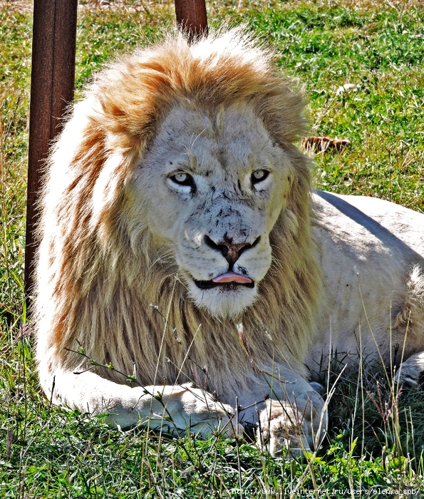 DSCN8663 (595x700, 561Kb)