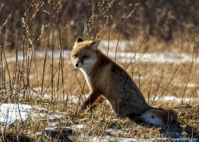 DSCN6634 (700x501, 328Kb)
