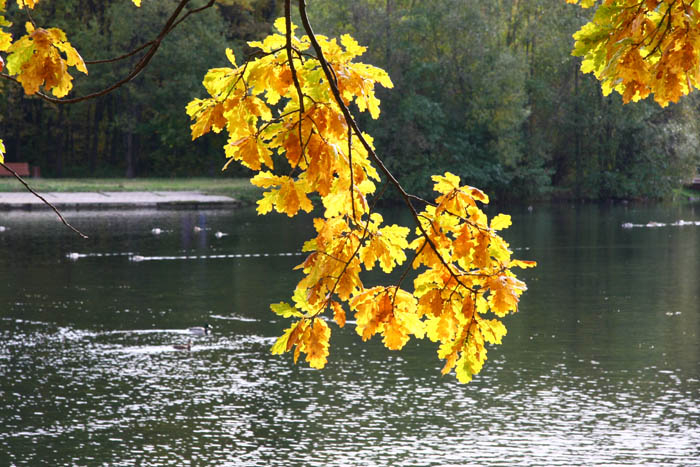 Осень - в Терлецком парке от Димы (700x467, 302Kb)