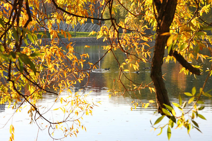 Осень - Купавенский пруд в Перовском парке от Димы (700x466, 544Kb)