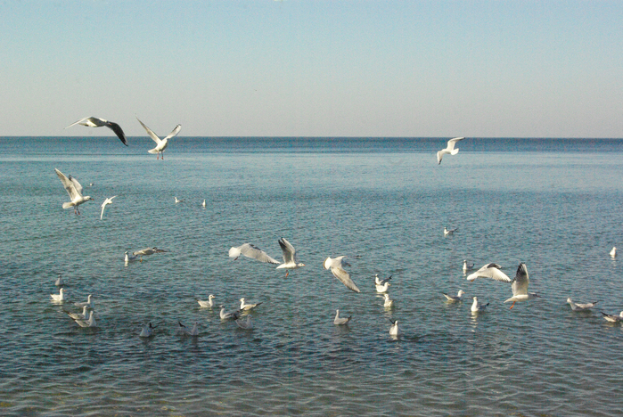 IMGP9465 (700x468, 513Kb)