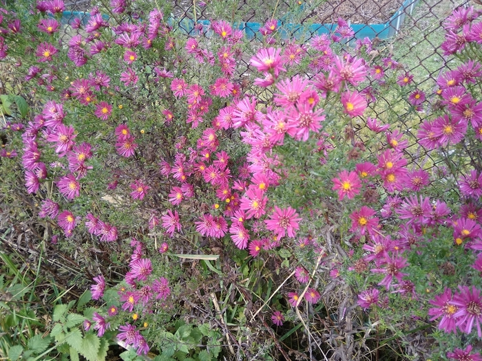 Цветы - на даче Анны Ф. (700x525, 550Kb)