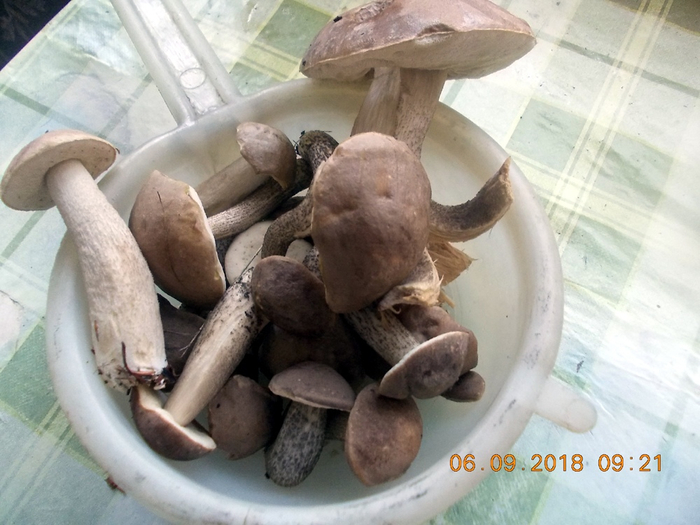 грибы (700x525, 336Kb)