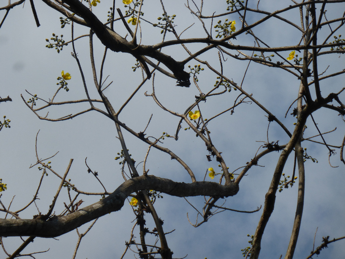 P1340345 (700x525, 441Kb)