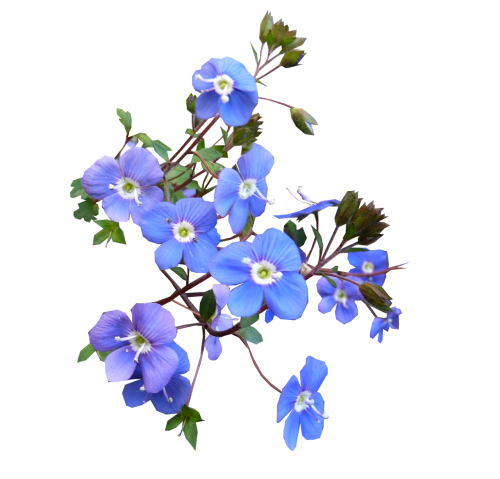 1 (4) (500x479, 173Kb)