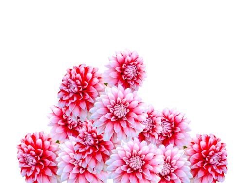 1 (13) (500x377, 194Kb)