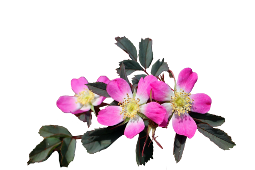 1 (33) (500x333, 125Kb)