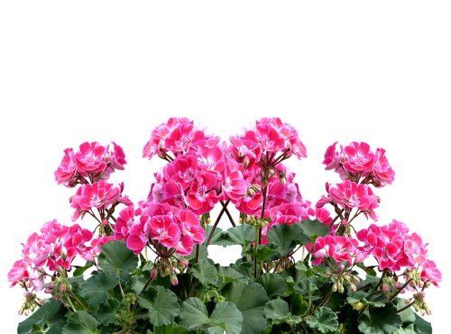 1 (37) (500x371, 237Kb)