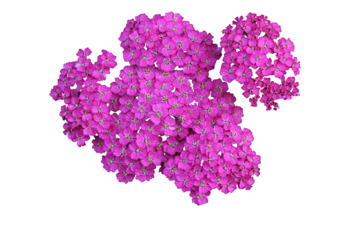 1 (57) (500x333, 189Kb)