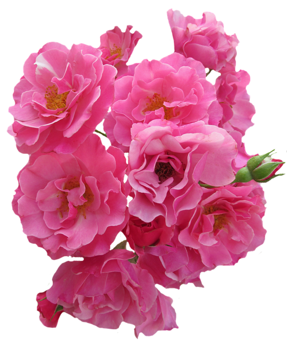 1 (75) (582x700, 515Kb)