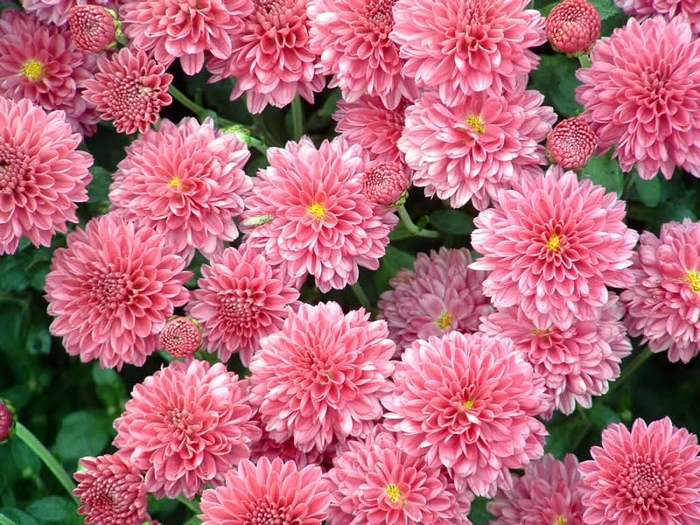 chrysanthemum_1 (900x725, 365Kb)