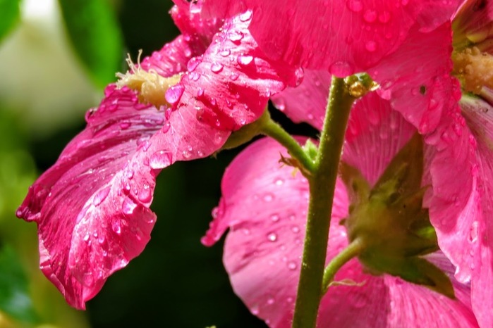 IMG_0504 (700x466, 89Kb)
