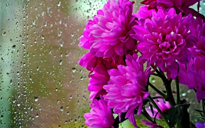 wallpapers-of-flowers-download-group-768-480-29 (700x437, 100Kb)