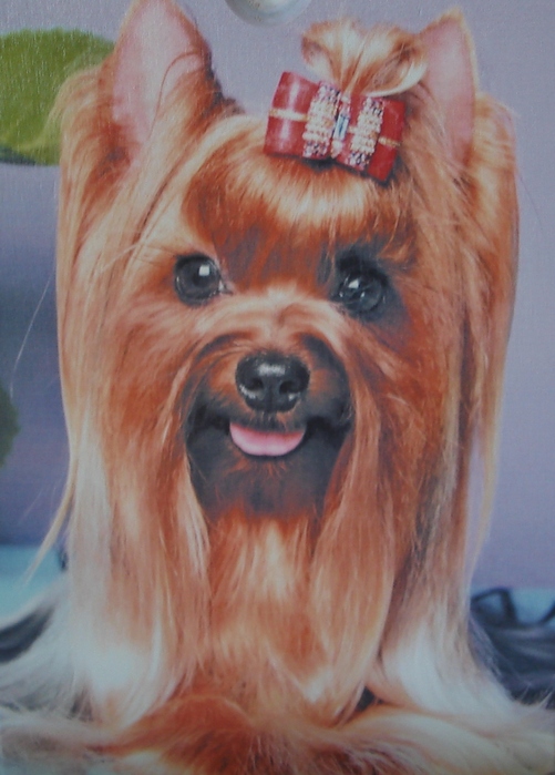 DSC01106 (501x700, 149Kb)