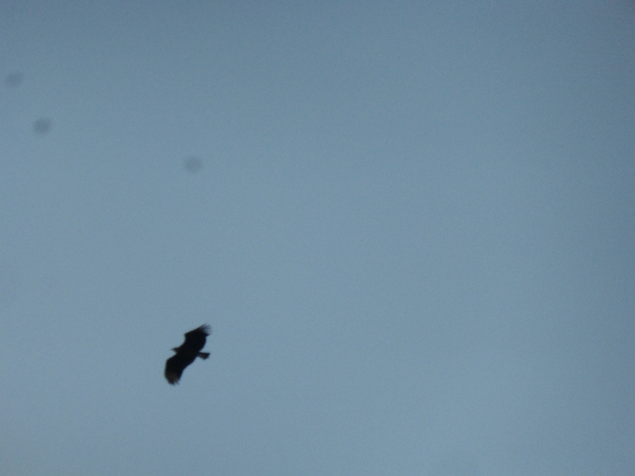 P1340512 (700x525, 236Kb)