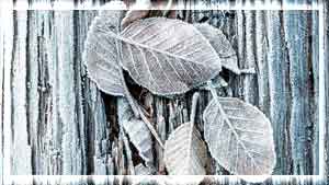 700-08002183-frosted-leaves-tree-winter (300x169, 13Kb)