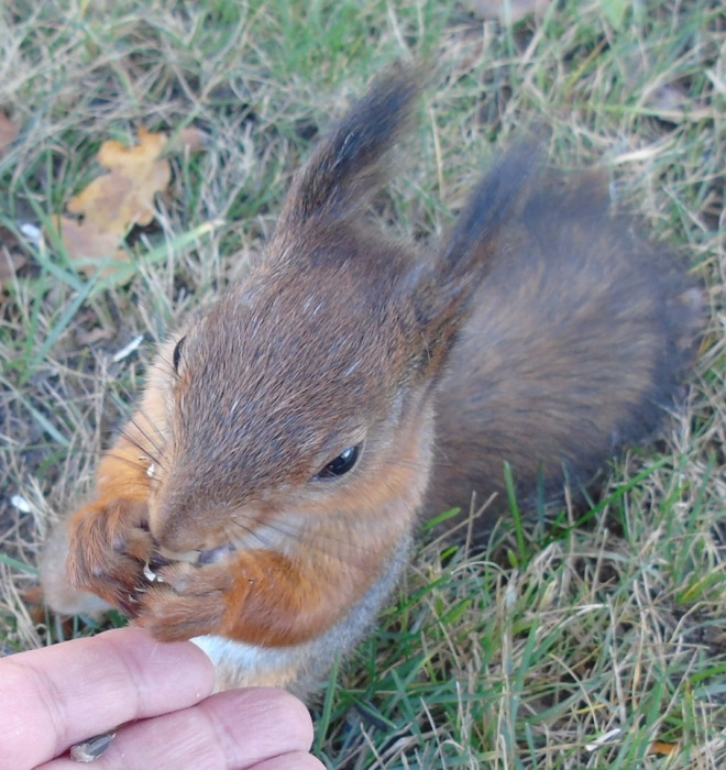 DSC02970 (660x700, 447Kb)