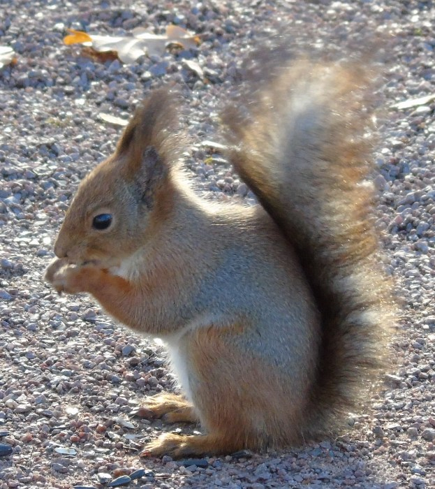 DSC03013 (623x700, 458Kb)