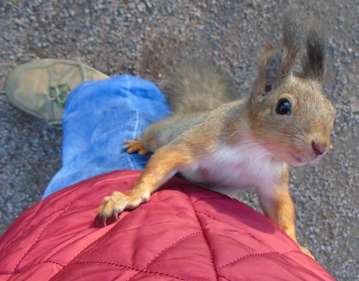 DSC03098 (700x547, 376Kb)