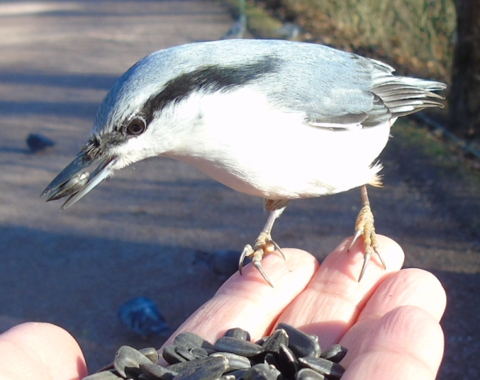 DSC03132 (700x554, 324Kb)