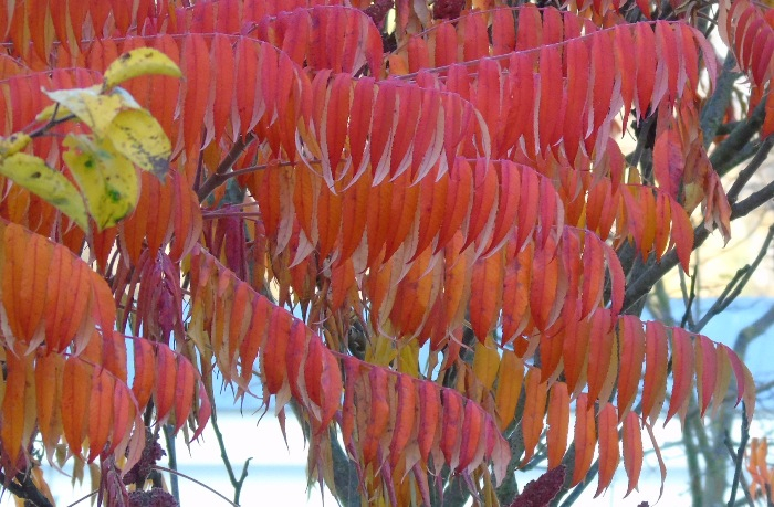 DSC02446 (700x459, 405Kb)