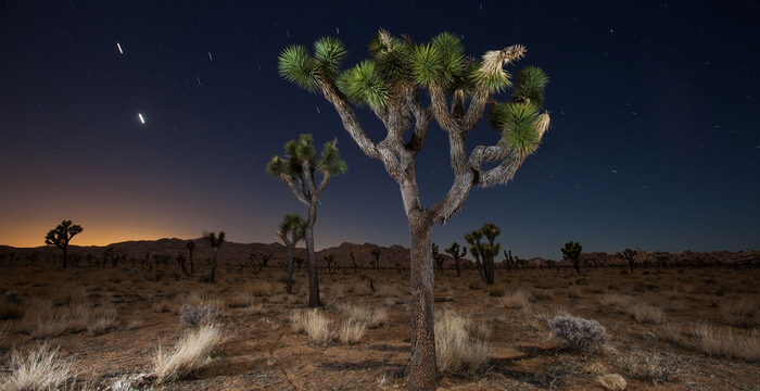 1400-joshua-tree-national-park-california-night-stars.imgcache.revc9454d12f5a77e8c718adf4d9934cf43.web (700x360, 186Kb)