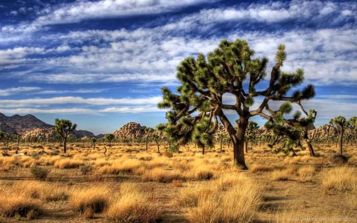 762424_82-joshua-tree-national-park-hd-wallpapers_2560x1440_h (700x437, 405Kb)