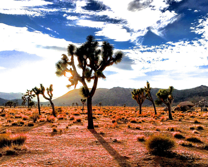joshua-tree-3-e1457625120487 (700x561, 631Kb)